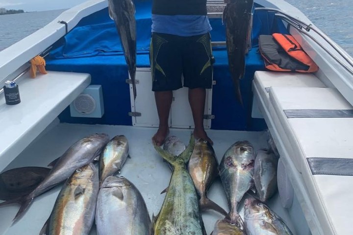 a group of fish in the water