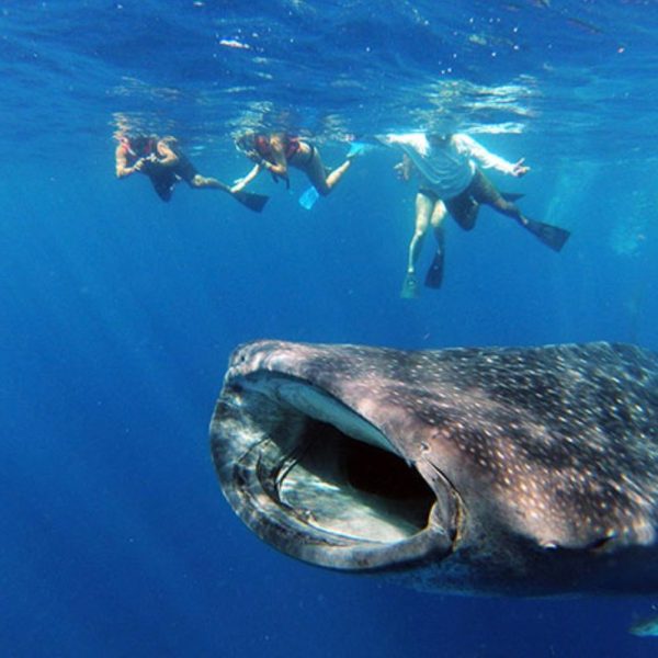 a whale swimming in water