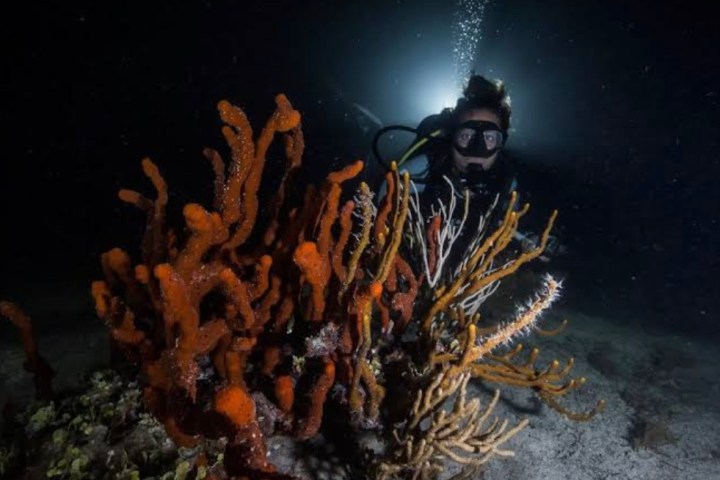 a close up of a coral