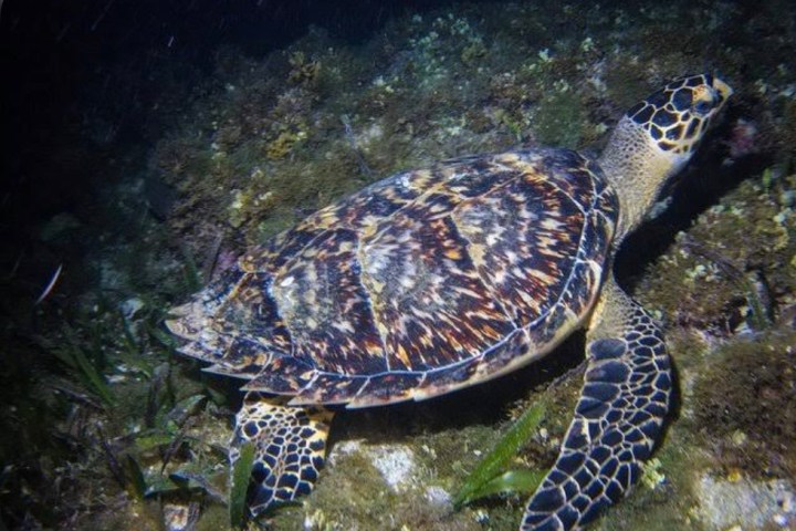 a close up of a turtle