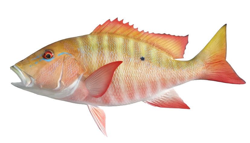a close up of a fish
