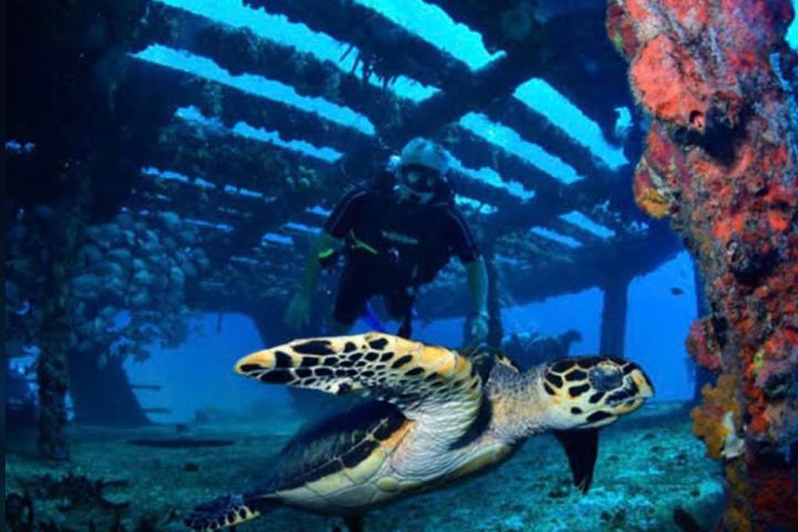 a turtle swimming under water