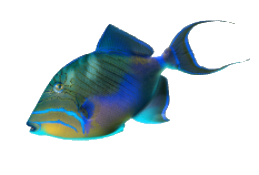 a close up of a fish